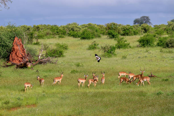 Studying Kenya’s Unique Ecosystems and Biodiversity