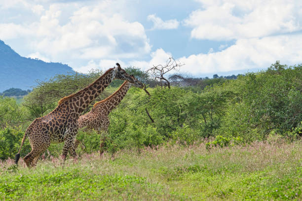 Traveling in Style: Luxury Destinations and Experiences in Kenya