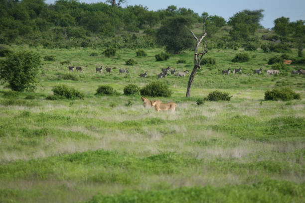 Protecting Wildlife and Natural Habitats in Kenya